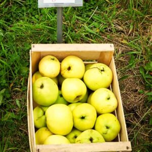 Grahams Jubiläum kaufen | Apfelbaum | Baumschule Südflora - Äpfel in einer Kiste