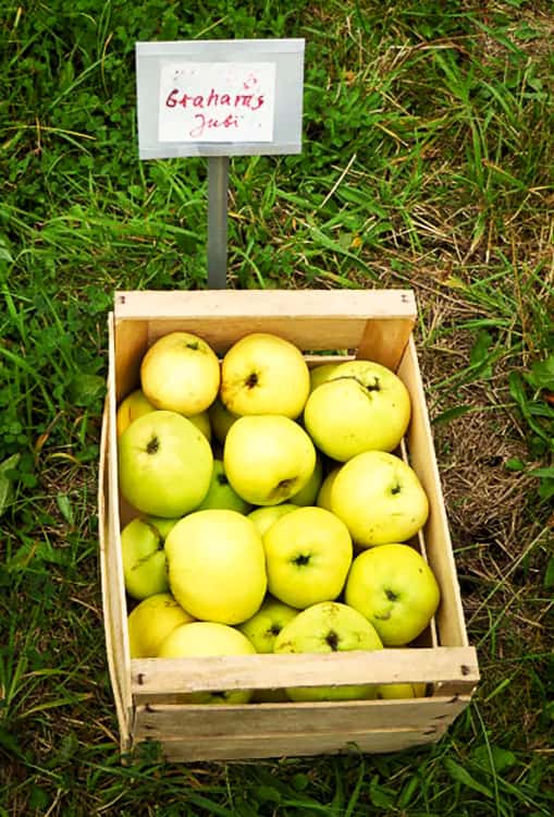 Grahams Jubiläum kaufen | Apfelbaum | Baumschule Südflora - Äpfel in einer Kiste