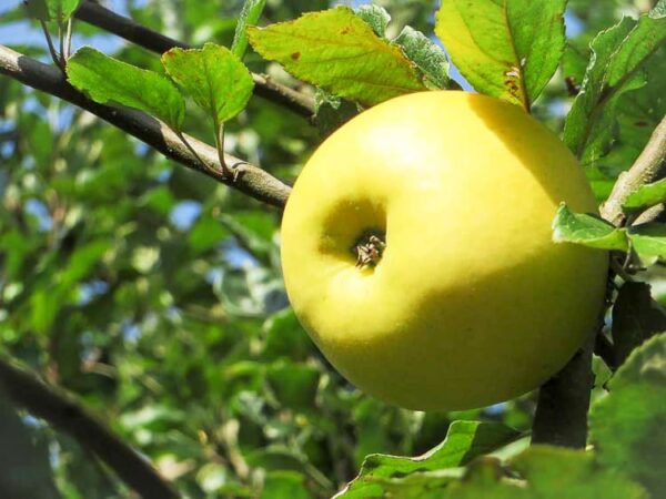 Grahams Jubiläumsapfel | Apfelbaum | Royal Jubilée Apfel am Baum