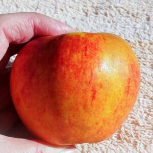 Grassie kaufen | Apfelbaum | Baumschule Südflora - Apfel liegt zwischen Daumen und Zeigefinger einer Hand