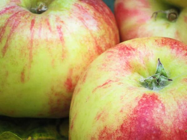 Gravensteiner kaufen / Grafensteiner / Paradiesapfel | Drei Äpfel