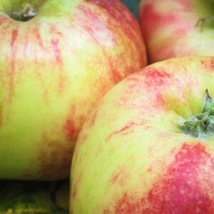 Gravensteiner kaufen / Grafensteiner / Paradiesapfel | Drei Äpfel im Bild