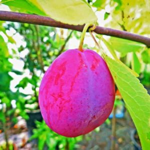Große Sultan Pflaume kaufen | Pflaumenbaum - Einzene Frucht am Zweig