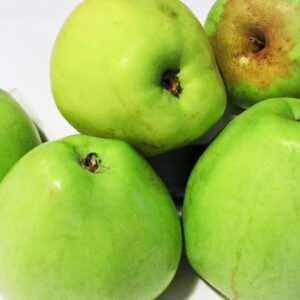 Grüner Richard kaufen | Apfelbaum | Baumschule Südflora - Fünf Äfpel