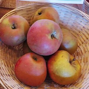 Hadelner Rotfranch kaufen | Apfelbaum | Baumschule Südflora - Äpfel im Bastkörbchen