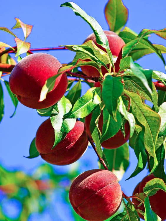 Hamburger Colonistenpfirsich kaufen - Obstbaum mit Pfirsichbehang