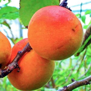 Hargrand Aprikose - Früchte am Baum