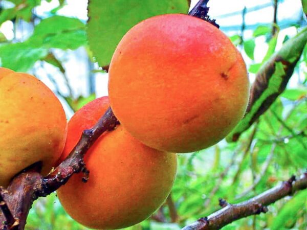 Hargrand Aprikose kaufen | Aprikosenbaum | Früchte am Baum