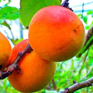 Hargrand Aprikose | Aprikosenbaum | Früchte am Baum - bei Südflora kaufen
