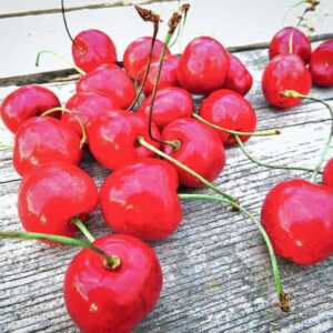 Hedelfinger Riesen kaufen | Kirschbaum | Baumschule Südflora - viele Kirschen auf einem Tisch