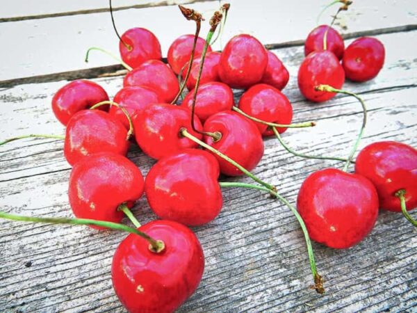 Hedelfinger Riesen kaufen | Kirschbaum | Baumschule Südflora - viele Kirschen auf einem Tisch