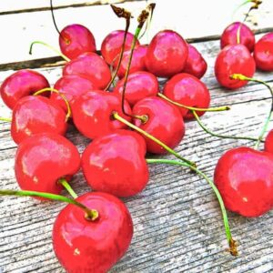 Hedelfinger Riesen | Kirschbaum | Viele Kirschen auf einem Tisch - bei Südflora kaufen