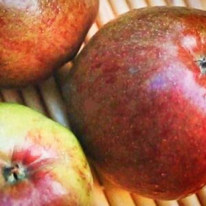 Hilde kaufen | Apfelbaum | Baumschule Südflora - Drei Äpfel auf dem Tisch