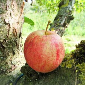 Holländischer Prinz / Prinzenapfel kaufen | Apfelbaum | Baumschule Südflora - Apfel auf Stamm