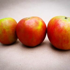Holsteiner Cox kaufen | Apfelbaum | Baumschule Südflora - drei Äpfel