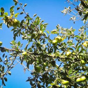 Holsteiner Zitronenapfel kaufen | Apfelbaum | Baumschule Südflora - Fruchtbehangener Baum