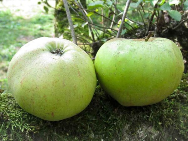 Horneburger Pfannkuchen kaufen | Apfelbaum | Baumschule Südflora - Zwei Äpfel liegen am Boden