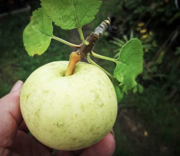 Ice Apple / Eisapfel kaufen | Apfelbaum | Baumschule Südflora - Apfel in einer Hand