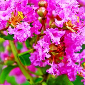 Indischer Flieder kaufen | Besondere Nutzpflanzen | Baumschule Südflora - Fliederbaum Flieder des Südens In der Blüte