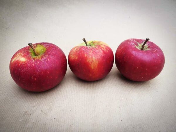 Ingrid Marie kaufen | Apfelbaum | Baumschule Südflora - Drei Äpfel auf dem Tisch