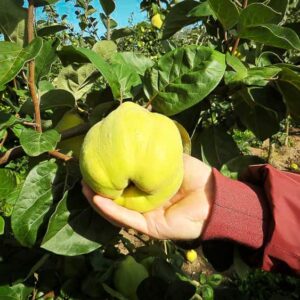 Isoplinskaya - Quitte nach am Baum liegt in einer Hand