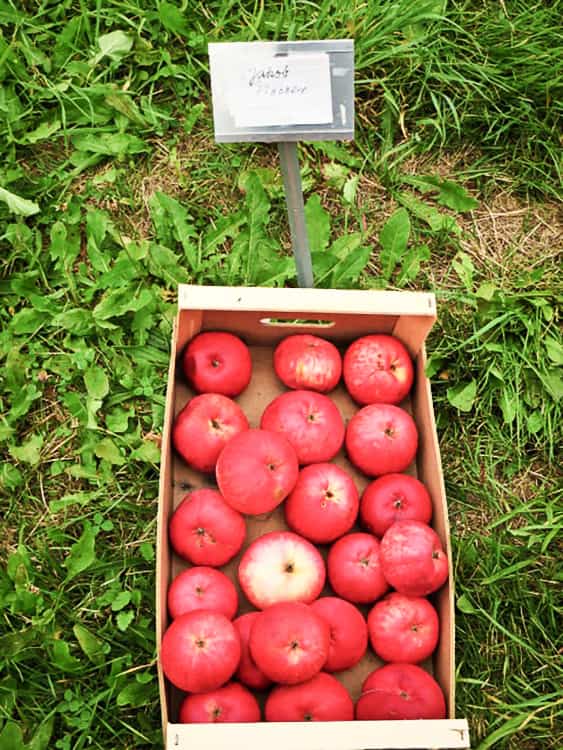 Jakob Fischer - rote Äpfel in einer Kiste im Gras