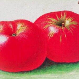 Jakob Fischer kaufen | Apfelbaum | Baumschule Südflora - Zwei knallrote Äpfel