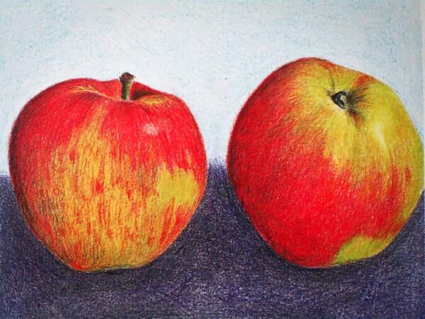 Jamba 69 kaufen | Apfelbaum | Baumschule Südflora - Malerische Darstellung zweier Äpfel
