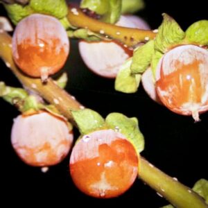 Japanische Lotuspflaume kaufen | Besondere Nutzpflanze, Diospyrus lotus, Dattelpflaume