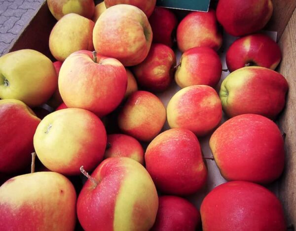 Jonagold kaufen | Apfelbaum | Baumschule Südflora - Äpfel nach der Ernte