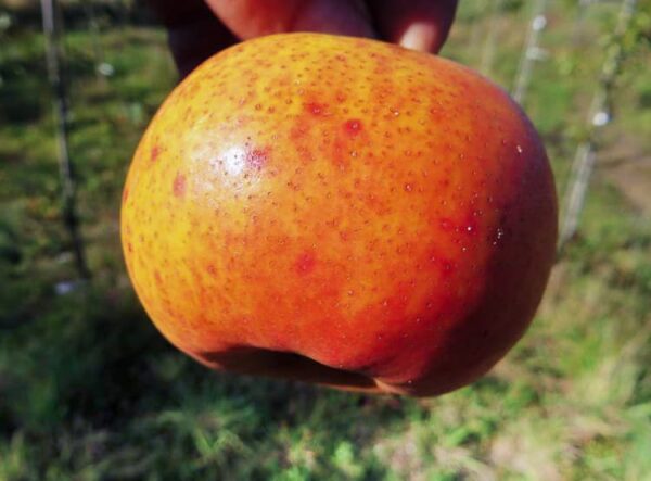 Jupiter Orange Pear / Jupiterbirne bestellen | Birne Baum | Baumschule Südflora - Birne am Stil