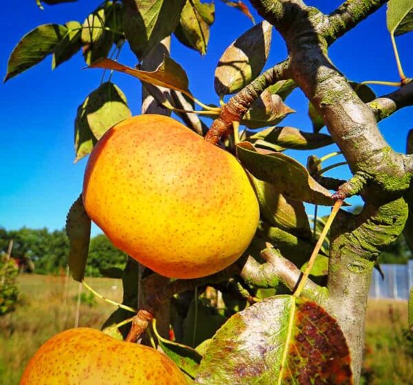 Jupiter Orange Pear / Jupiterbirne kaufen | Birnbaum | Baumschule Südflora - Birne am Baum
