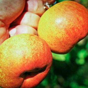 Jupiter Orange Pear / Jupiterbirne kaufen | Birnbaum | Baumschule Südflora - zwei Früchte in der Hand