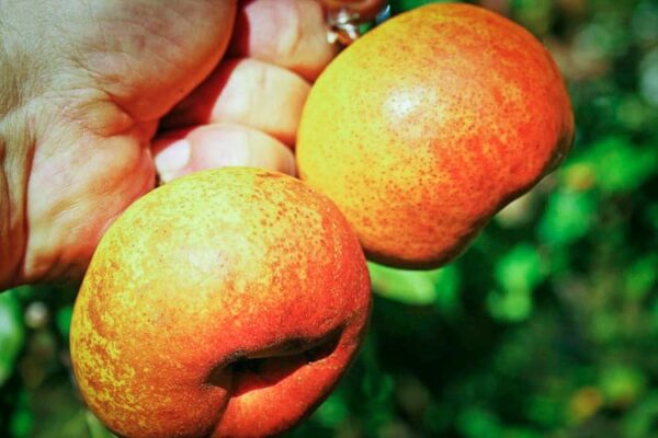 Jupiter Orange Pear / Jupiterbirne kaufen | Birnbaum | Baumschule Südflora - zwei Früchte in der Hand