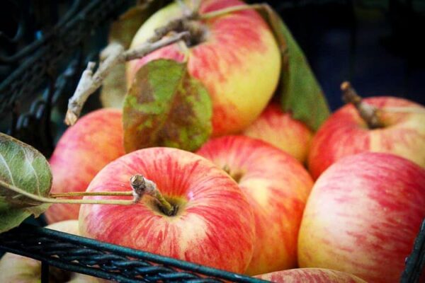 Juwel aus Kirchwerder | Apfelbaum | Baumschule Südflora - Äpfel im Korb