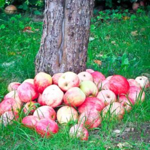 Juwel aus Kirchwerder kaufen | Apfelbaum | Baumschule Südflora - Äpfel rund um einen Baumstamm