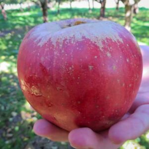 Kaiser Wilhelm kaufen | Apfelbaum | Baumschule Südflora - Apfel liegt in einer Hand