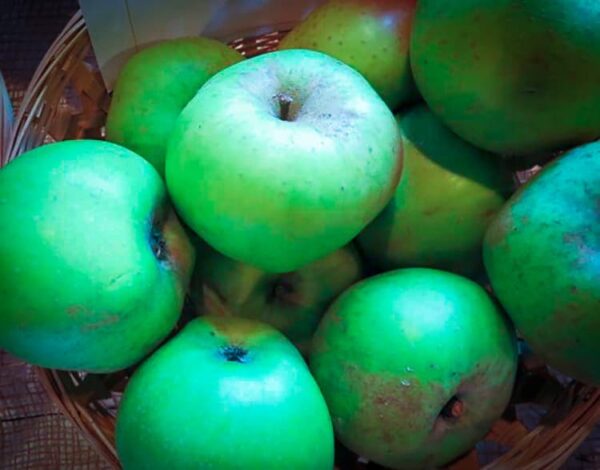 Kanadarenette kaufen | Apfelbaum | Baumschule Südflora - Äpfel im Korb