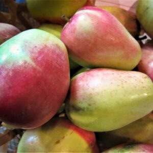 Kandil Sinap / Russischer Taubenapfel | Apfelbaum | Baumschule Südflora - Äpfel auf einem Haufen