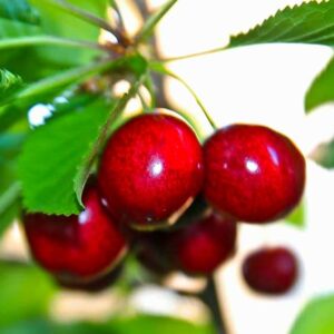 Kassins Frühe | Kirschbaum | Kirschen am Baum - bei Ihrer Baumschule kaufen