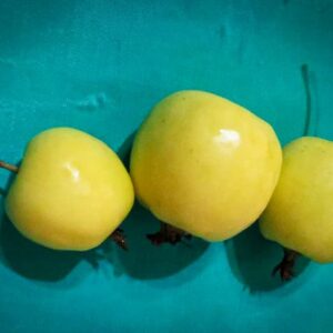 Kirgisischer Paradiesapfel kaufen | Apfelbaum | Baumschule Südflora - Drei glänzende Äpfel