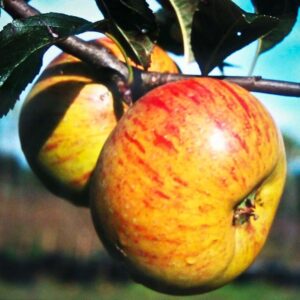 Korbiniansapfel kaufen / KZ-3 Apfel | Apfelbaum - Äpfel am Baum
