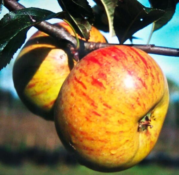 Korbiniansapfel / KZ-3 Apfel kaufen | Apfelbaum - Äpfel am Baum