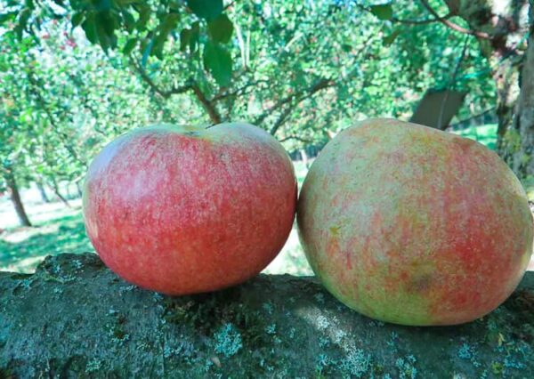 Celler Dickstiel Krügers - Zwei Äpfel auf einem Baumast
