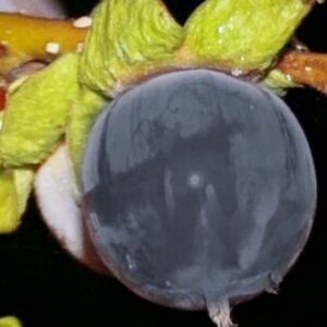 Kuro Gaki | Kakibaum kaufen - schillernde Kaki Frucht