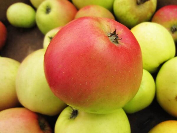 Landsberger Renette | Apfelbaum - Äpfel Reinette de Landsberg in einer Kiste - bei Südflora kaufen