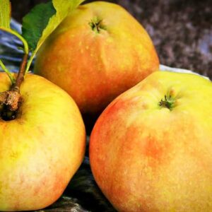 Langenhorner Friesenapfel kaufen | Apfelbaum | Baumschule Südflora - Drei Äpfel mit Blattwerk