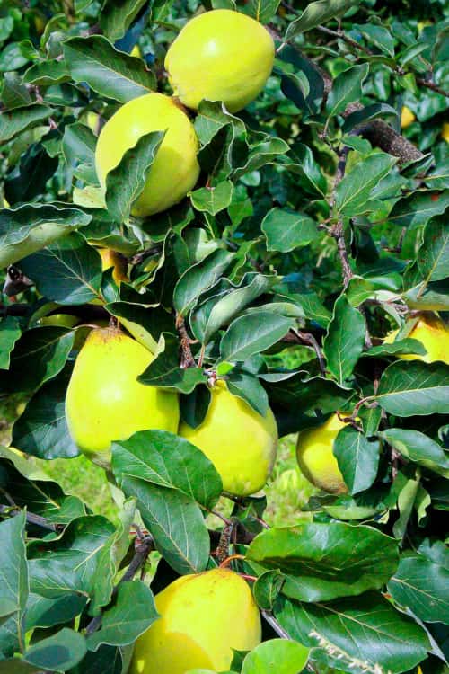 Limon Ayvasi Apfelquitte bestellen | Quittenbaum | Baumschule Südflora - Früchte am Baum