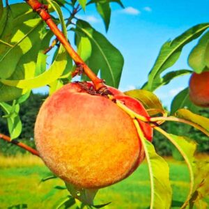 Pfirsich Limoni kaufen | Pfirsichbaum | Baumschule Südflora - Frucht am Baum