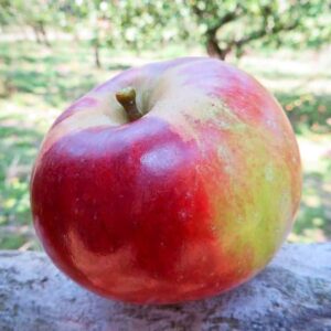 LOBO kaufen | Apfelbaum | Baumschule Südflora - Apfel liegt auf einem Baumstamm